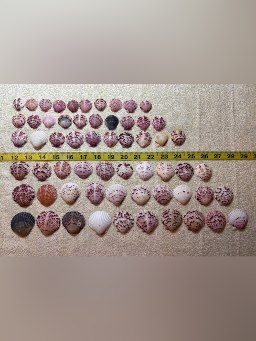 60 Sanibel Island Scallop Assorted Seashell Collection.  Great for crafting!!